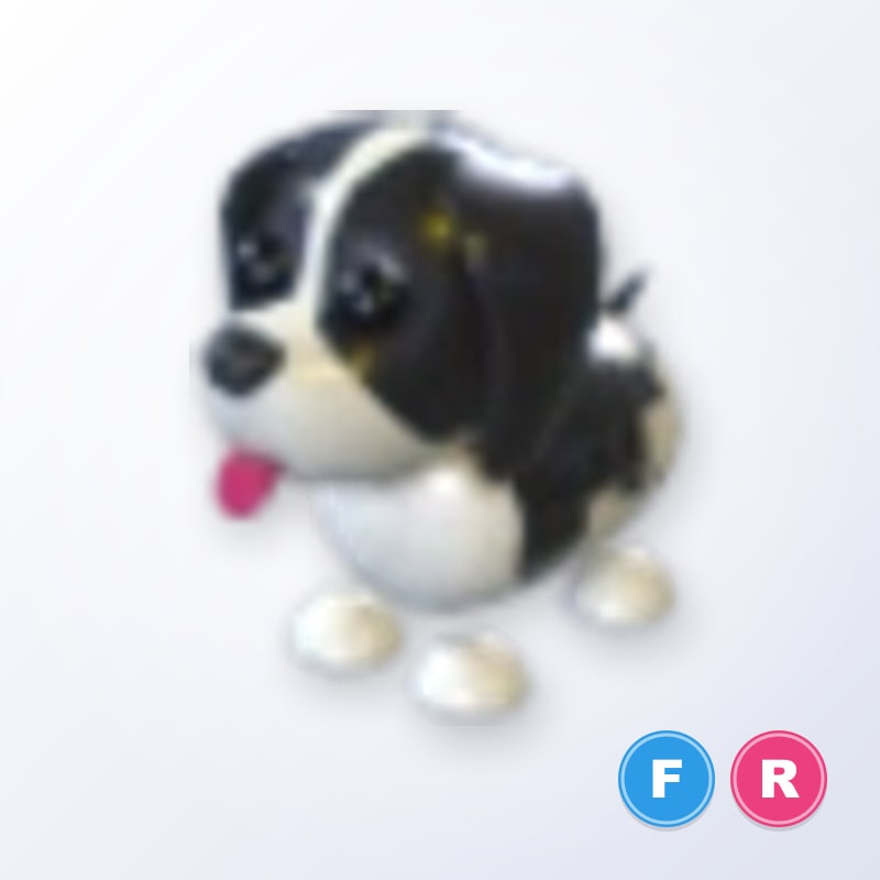 Black Springer Spaniel FR | Adopt Me