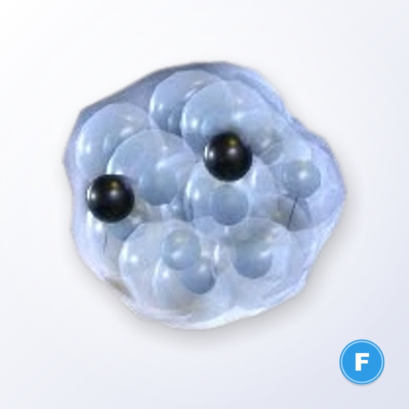 Frogspawn F | Adopt Me