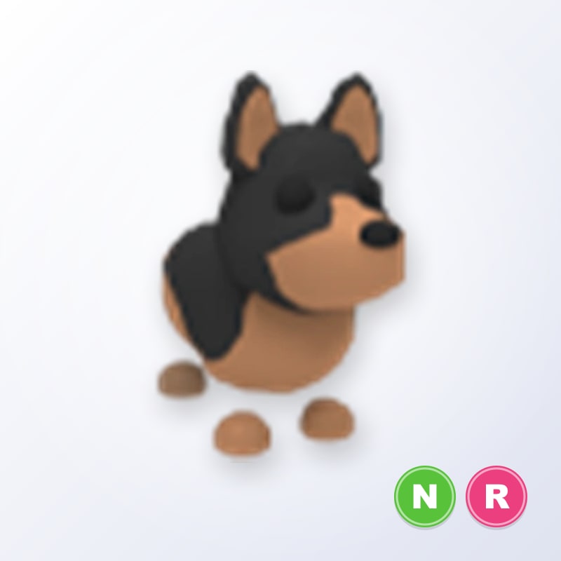 Australian Kelpie NR | Adopt Me