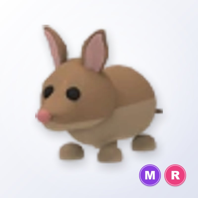 Bandicoot MR | Adopt Me