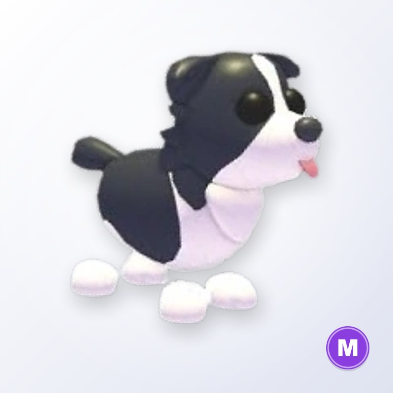 Border Collie M | Adopt Me