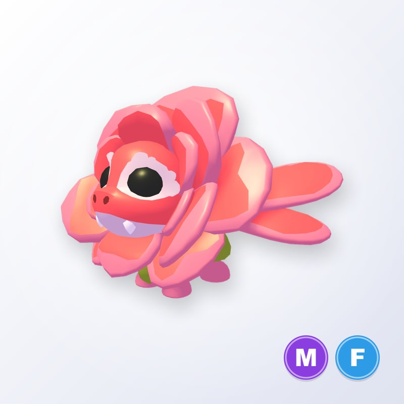 Rose Dragon MF | Adopt Me