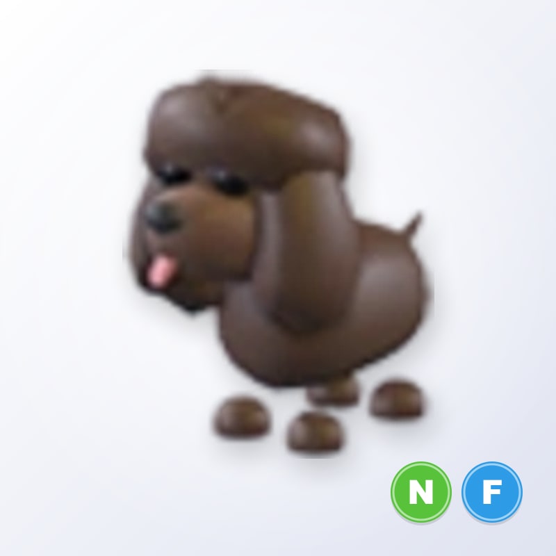 Irish Water Spaniel NF | Adopt Me