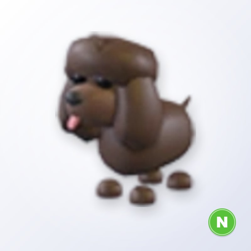 Irish Water Spaniel N | Adopt Me