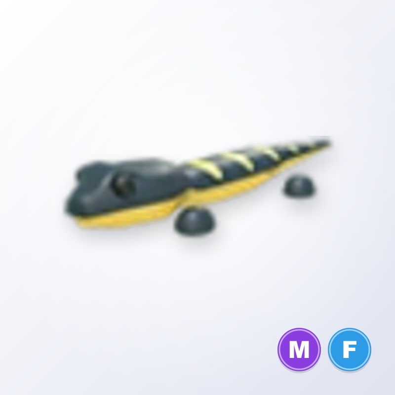 Salamander MF | Adopt Me