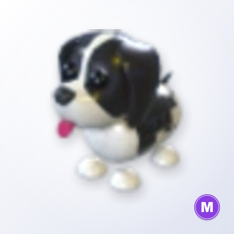 Black Springer Spaniel M | Adopt Me