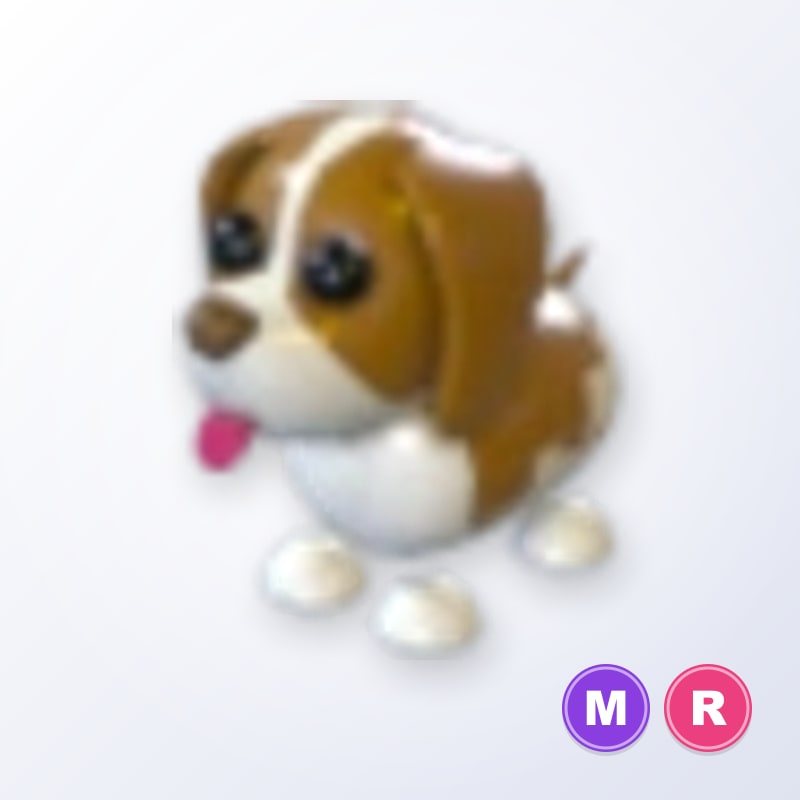 Brown Springer Spaniel MR | Adopt Me