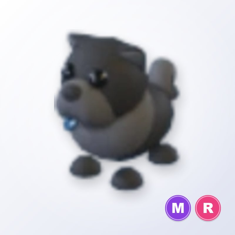 Black Chow-Chow MR | Adopt Me