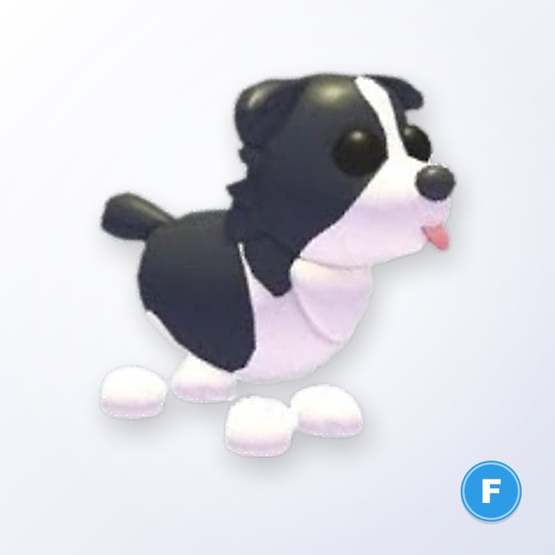 Border Collie F | Adopt Me