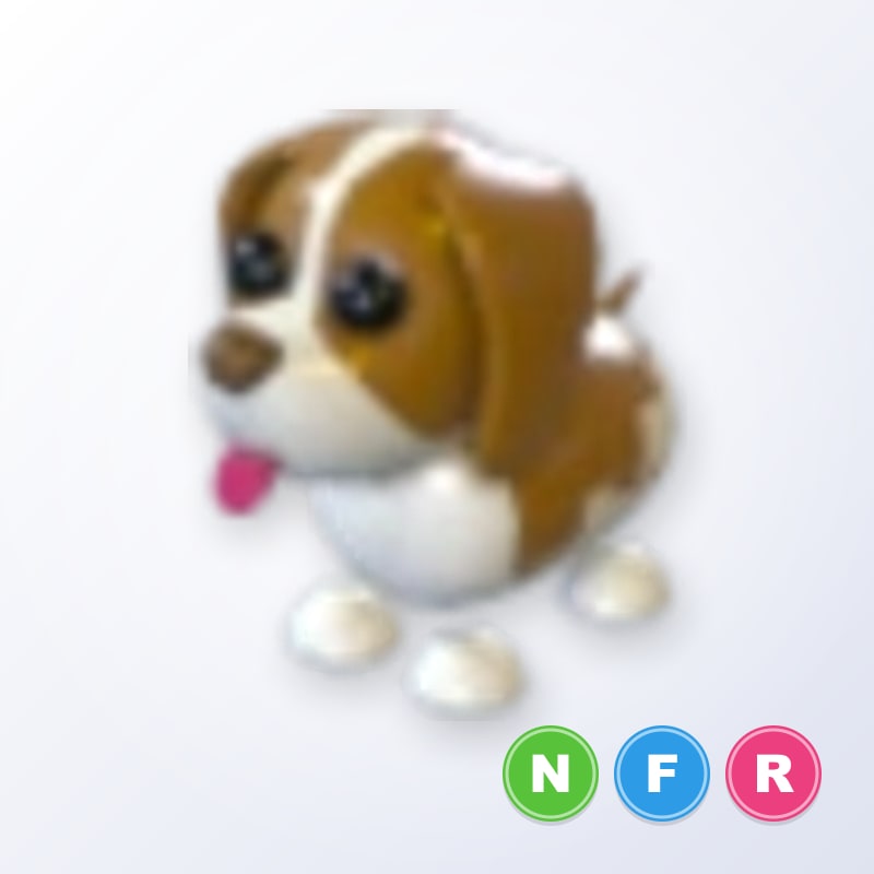 Brown Springer Spaniel NFR | Adopt Me