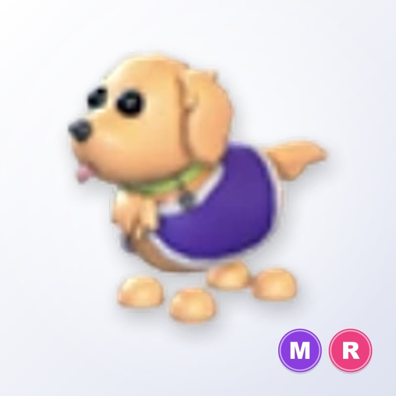 Therapy Dog MR | Adopt Me
