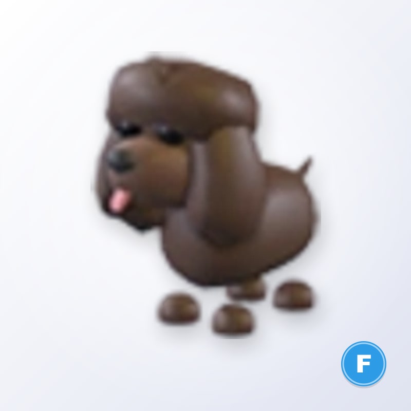 Irish Water Spaniel F | Adopt Me