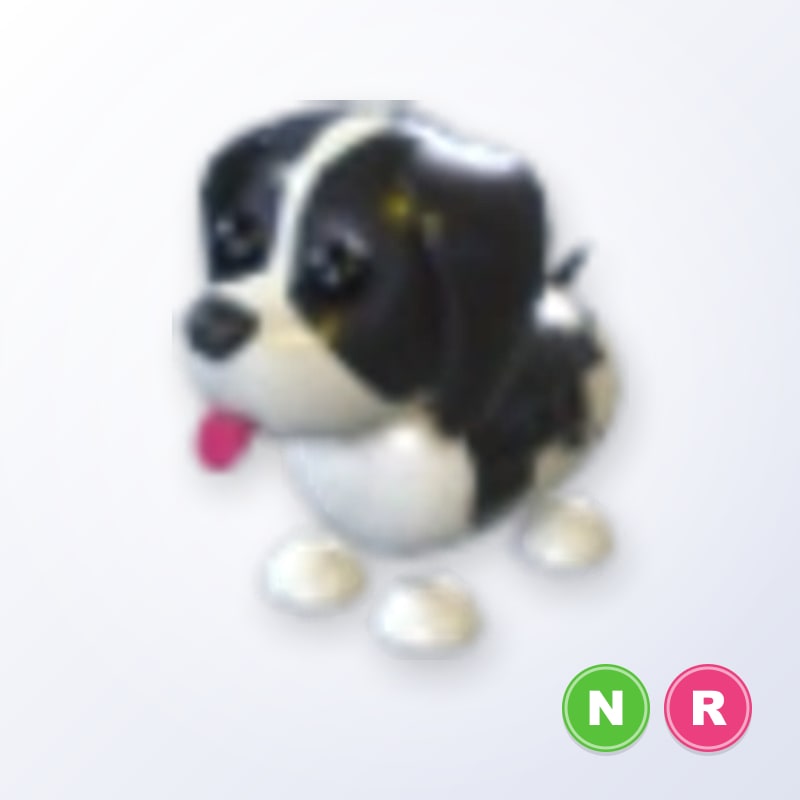 Black Springer Spaniel NR | Adopt Me