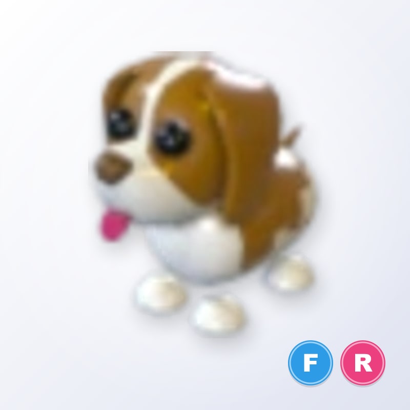 Brown Springer Spaniel FR | Adopt Me