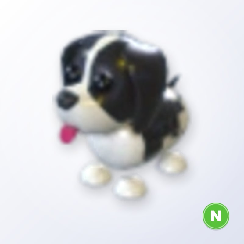 Black Springer Spaniel N | Adopt Me