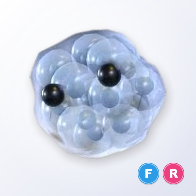 Frogspawn FR | Adopt Me