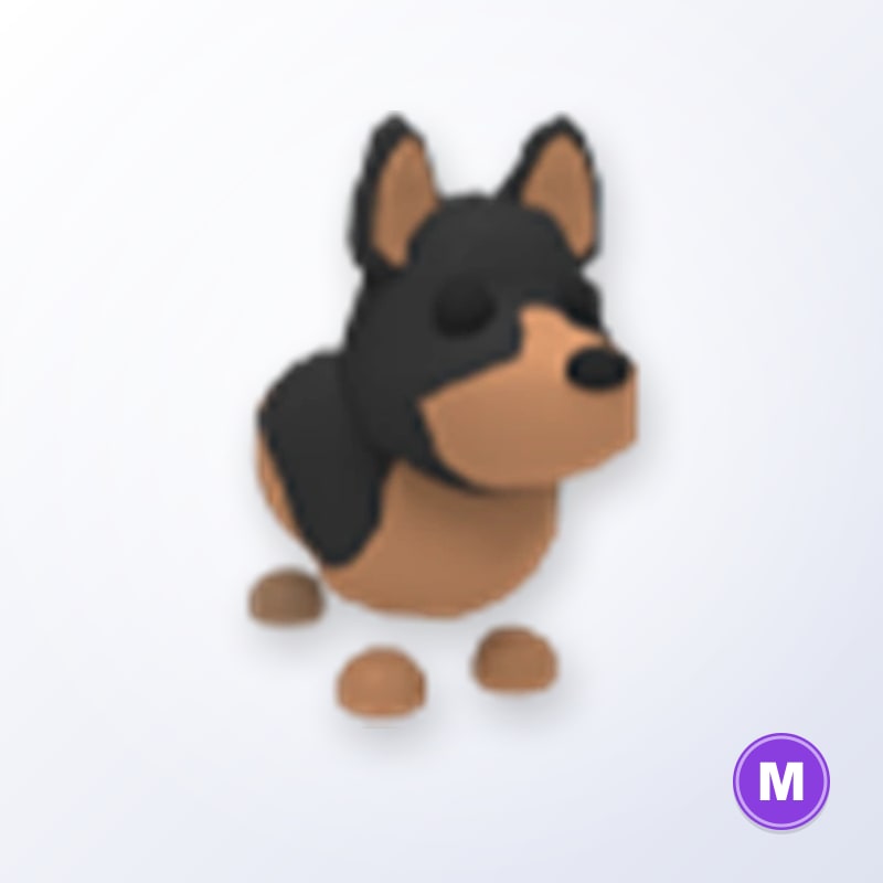 Australian Kelpie M | Adopt Me