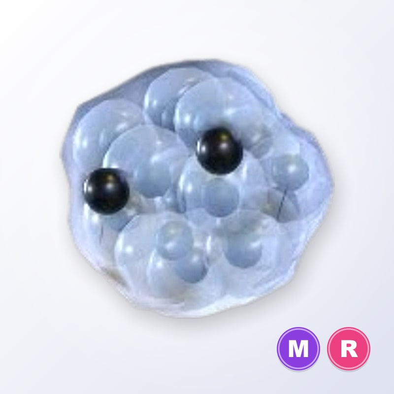 Frogspawn MR | Adopt Me