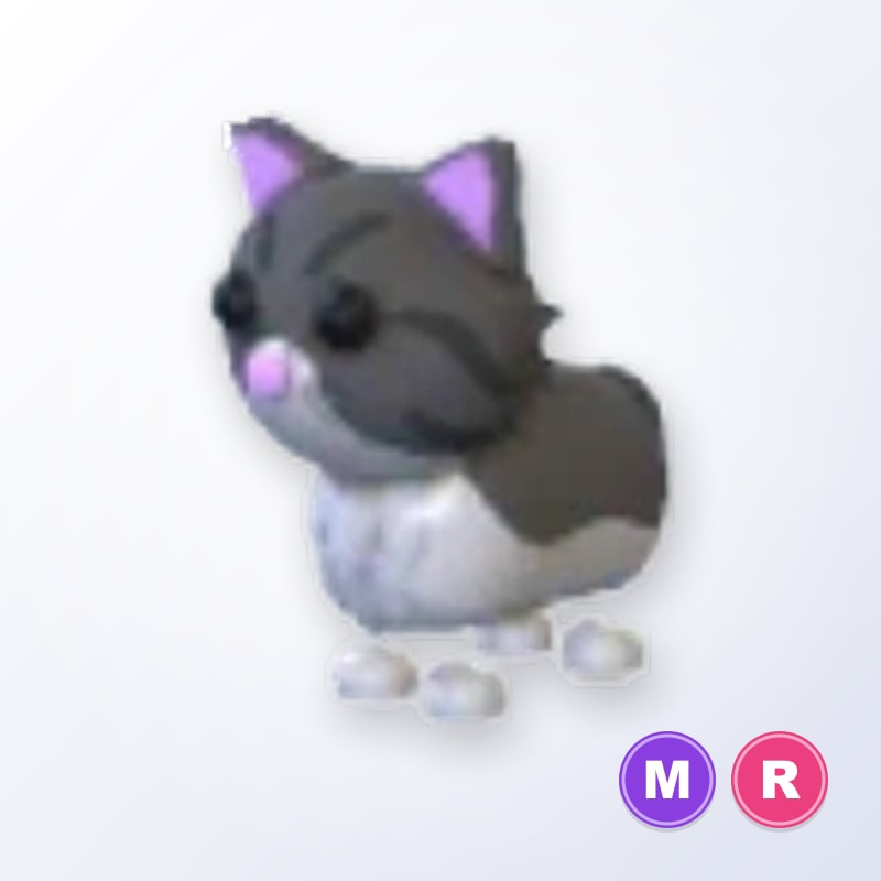 Persian Cat MR | Adopt Me