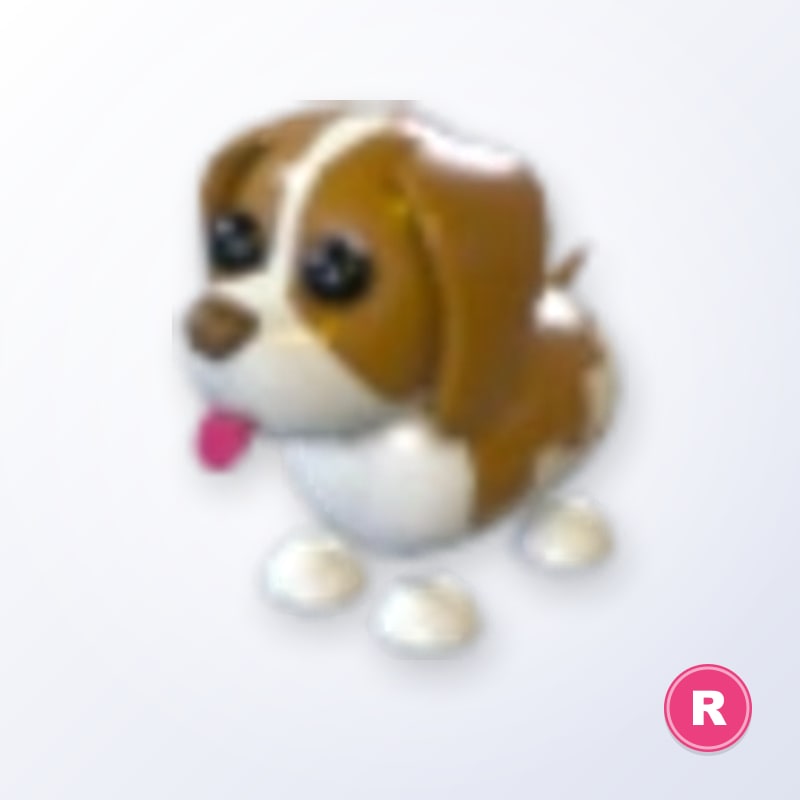 Brown Springer Spaniel R | Adopt Me