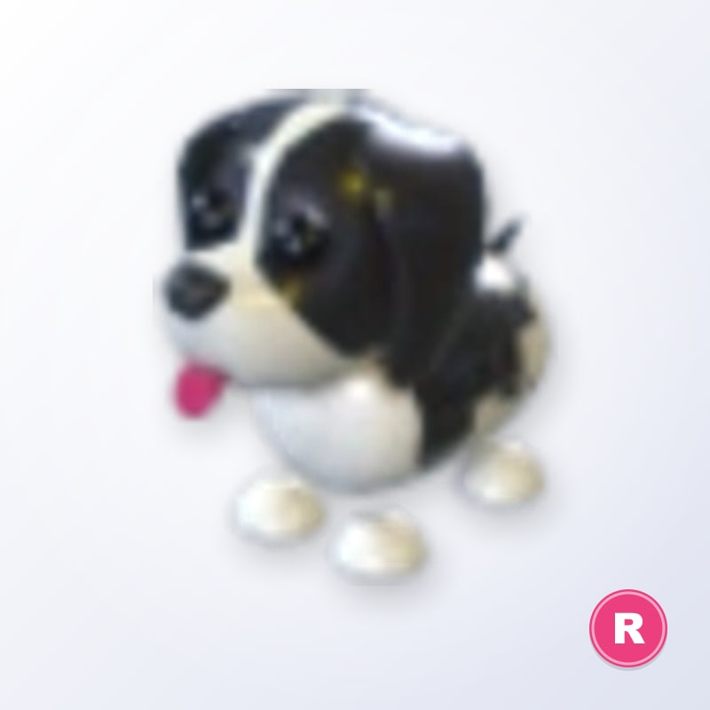 Black Springer Spaniel R | Adopt Me