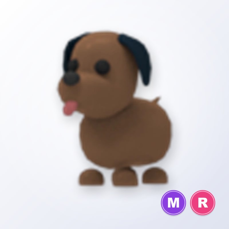 Chocolate Labrador MR | Adopt Me