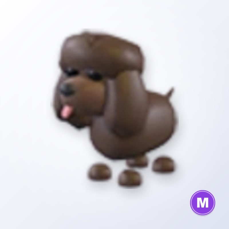Irish Water Spaniel M | Adopt Me