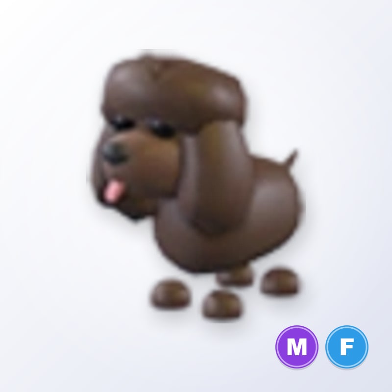 Irish Water Spaniel MF | Adopt Me