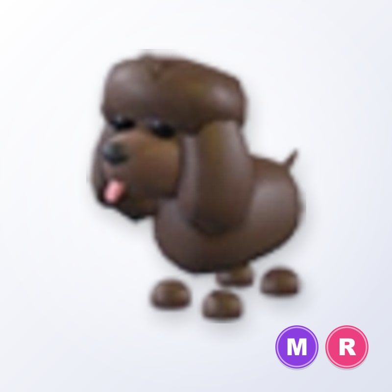Irish Water Spaniel MR | Adopt Me