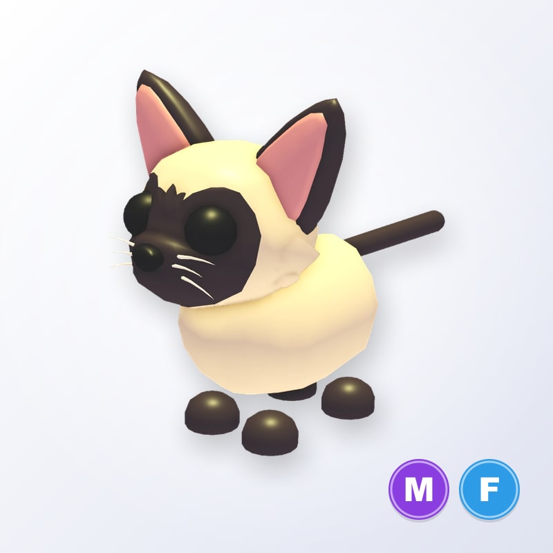 Siamese Cat MF | Adopt Me