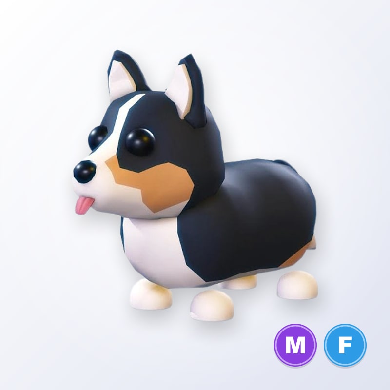 Royal Corgi MF | Adopt Me