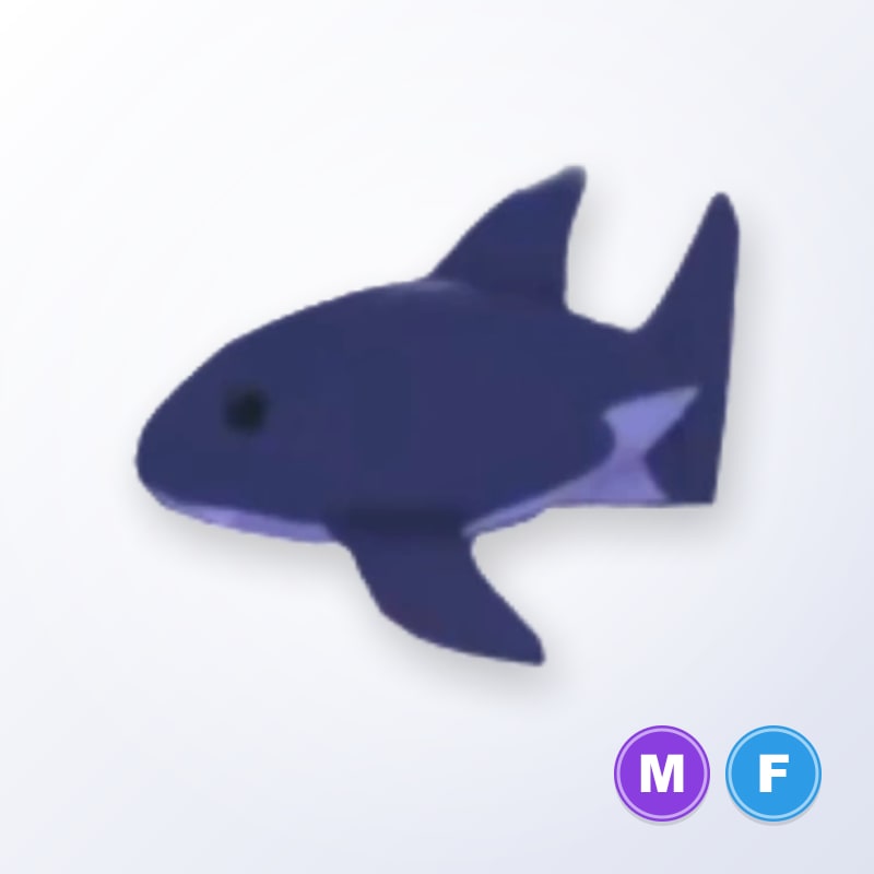 Shark MF | Adopt Me