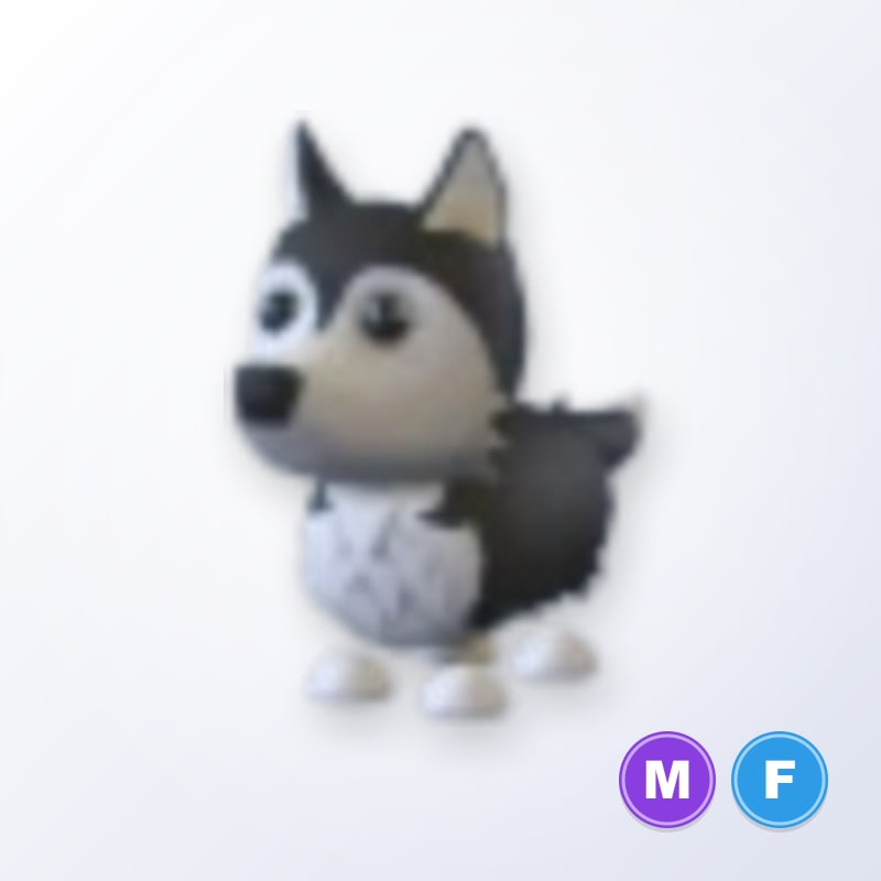 Husky MF | Adopt Me