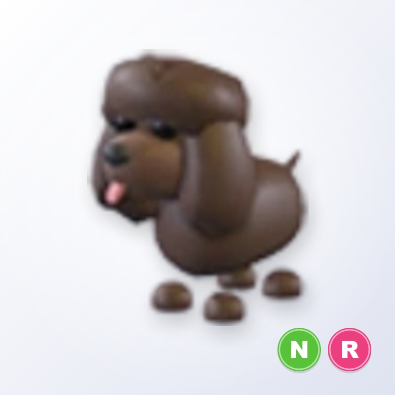 Irish Water Spaniel NR | Adopt Me