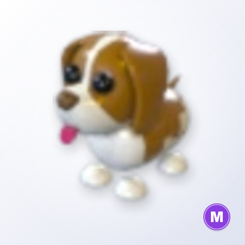 Brown Springer Spaniel M | Adopt Me
