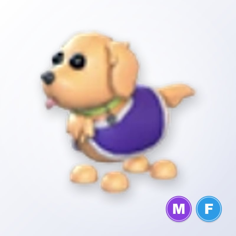 Therapy Dog MF | Adopt Me