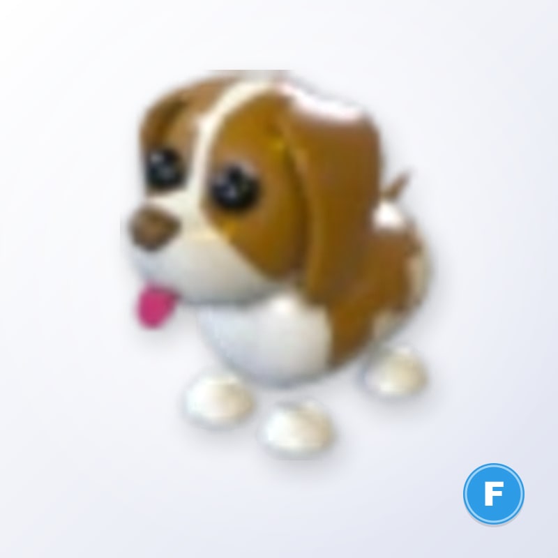 Brown Springer Spaniel F | Adopt Me