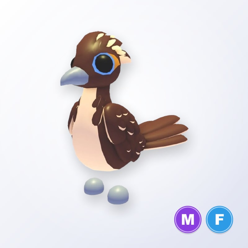 Roadrunner MF | Adopt Me