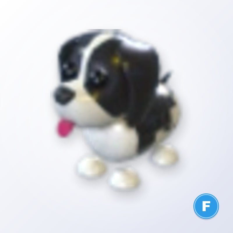 Black Springer Spaniel F | Adopt Me