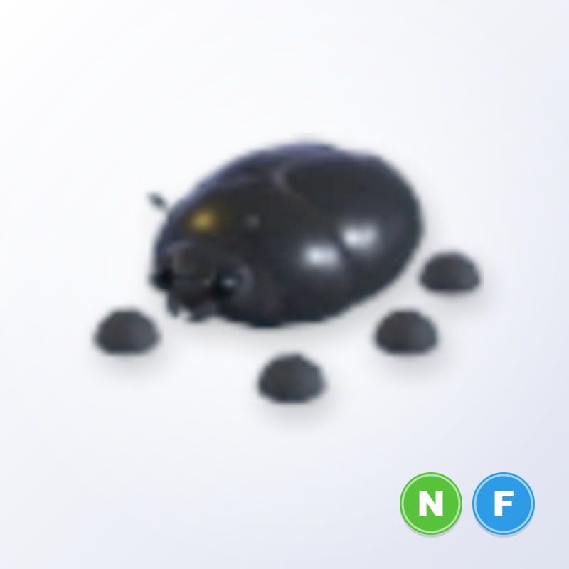 Giant Black Scarab NF | Adopt Me