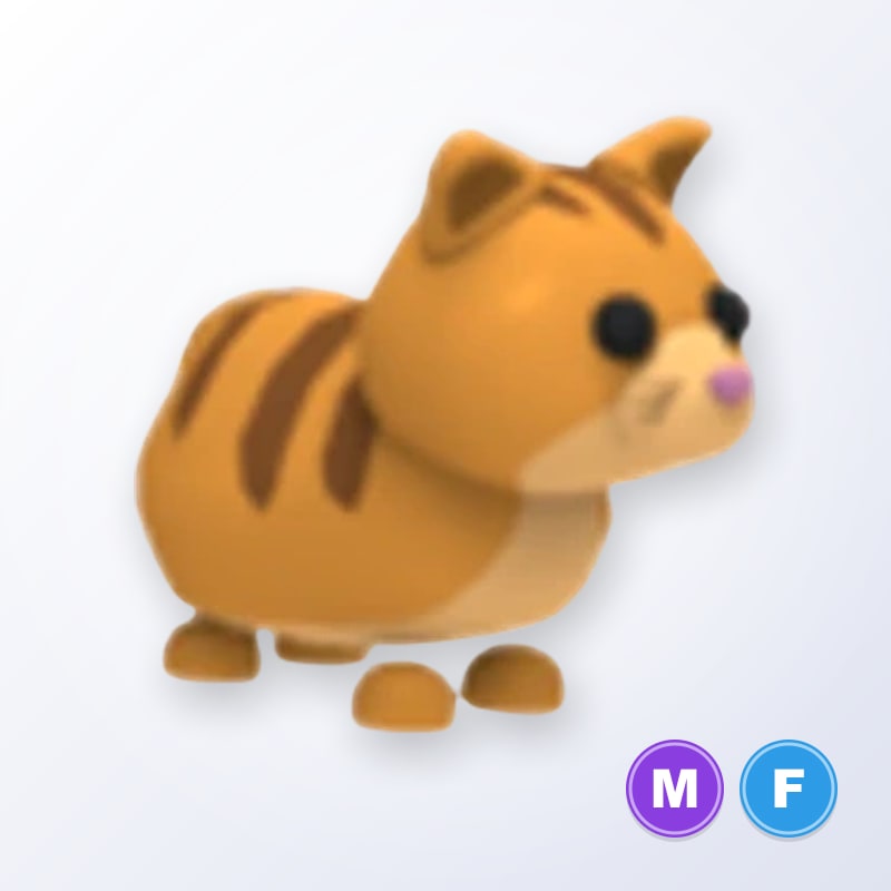 Ginger Cat MF | Adopt Me
