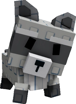 Raccoon