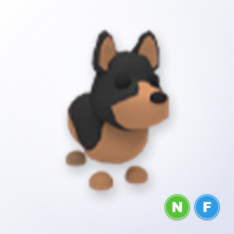 Australian Kelpie NF | Adopt Me