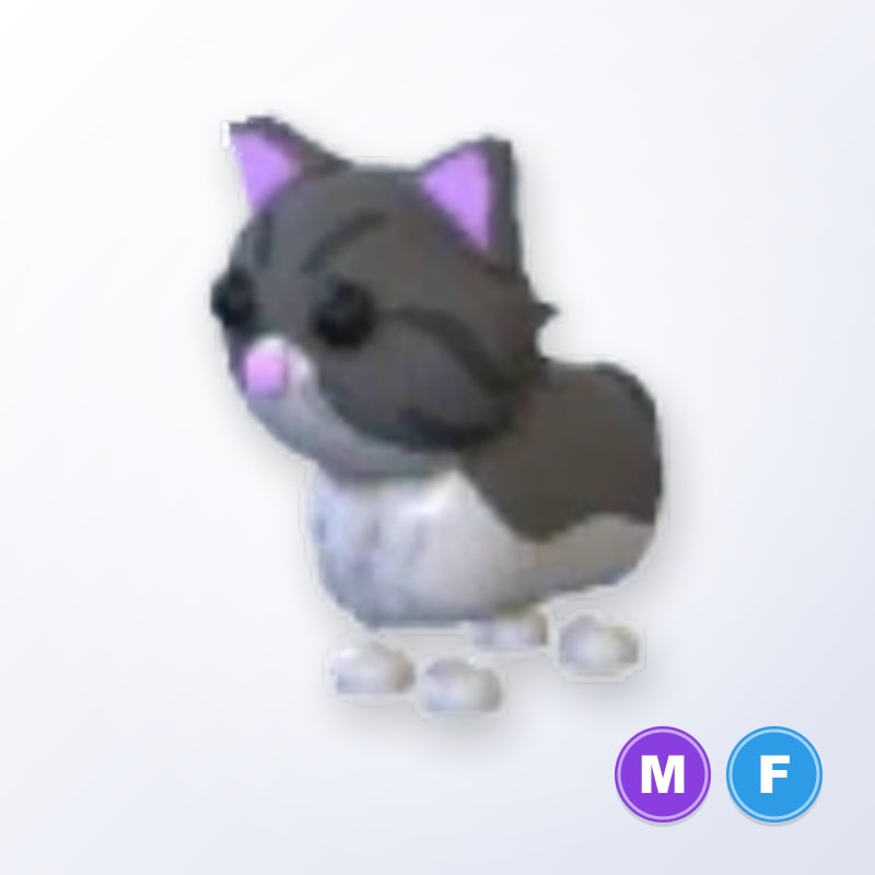 Persian Cat MF | Adopt Me