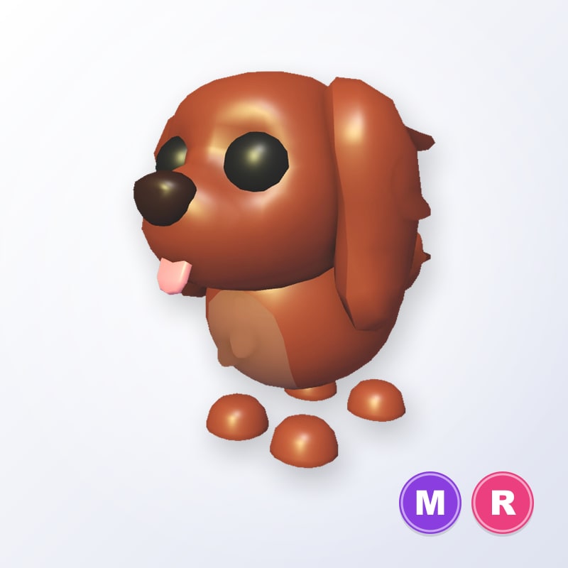 Irish Setter MR | Adopt Me