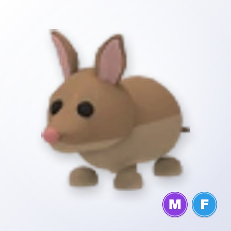 Bandicoot MF | Adopt Me