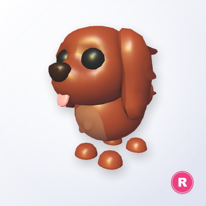 Irish Setter R | Adopt Me