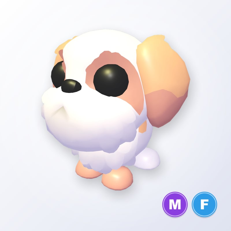 Shih Tzu MF | Adopt Me