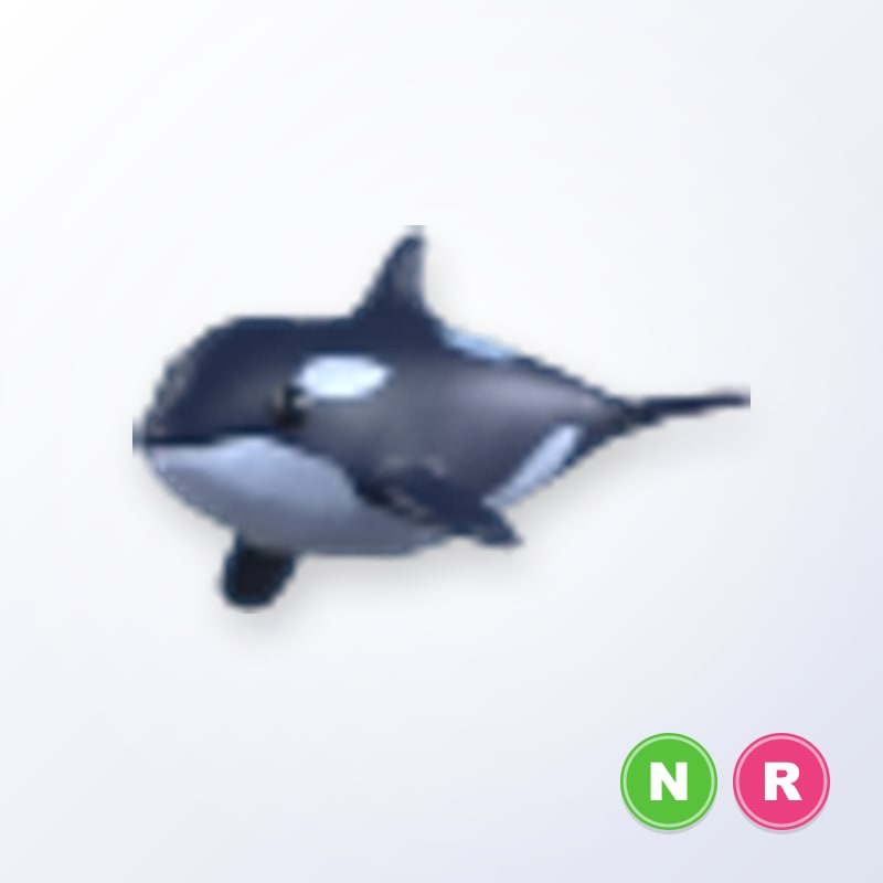 Orca NR | Adopt Me