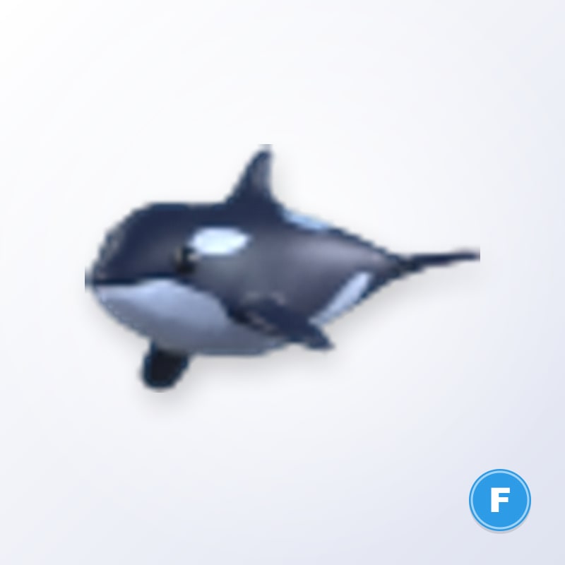 Orca F | Adopt Me